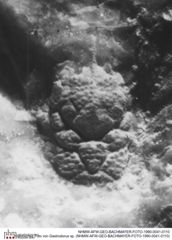 Historisches Foto von Gastrodorus sp. (NHMW-AFW-GEO-BACHMAYER-FOTO-1990-0041-0110)